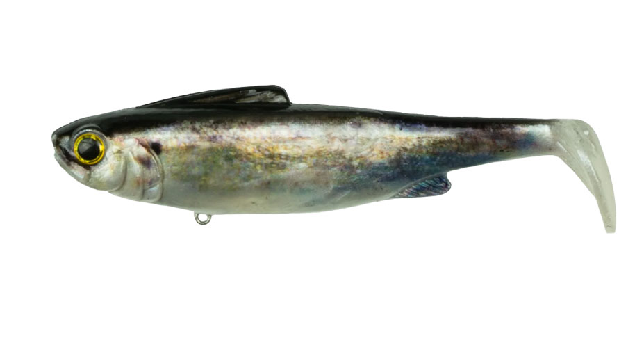 Live Shad