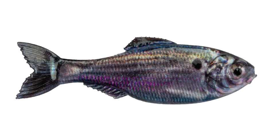 Panorama - Live Threadfin Shad